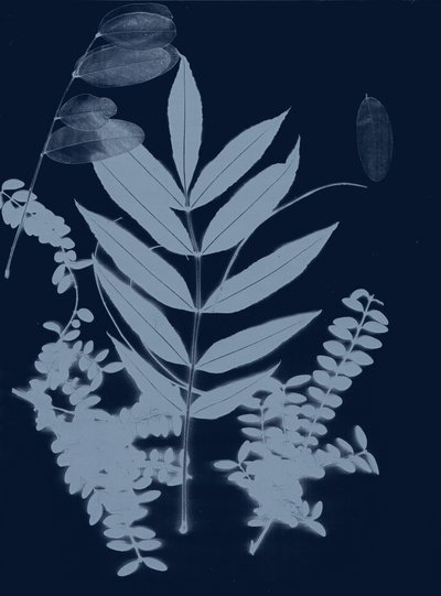 Cyan Foliage 01, 2017 (digital) de Stephen Dow