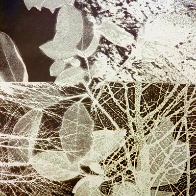 Bosque nocturno, 2018 (digital) de Stephen Dow