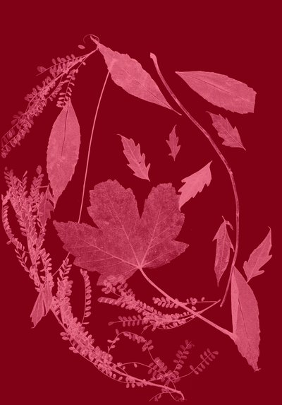 Follaje rojo, 2017 (digital) de Stephen Dow