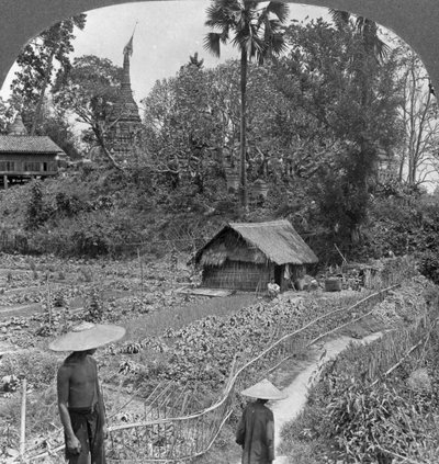 Un huerto entre pagodas, Bhamo, Birmania, 1908 de Stereo Travel Co
