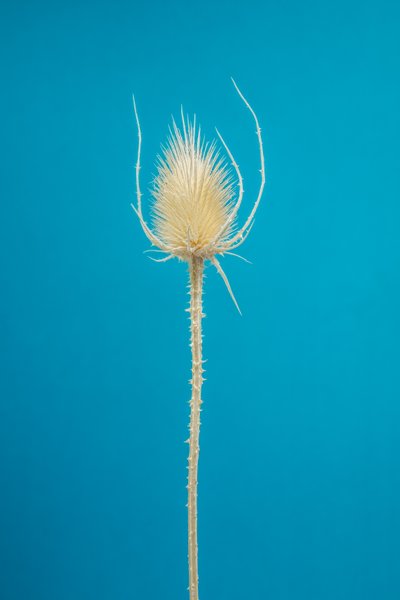 Teasel seco nº 01, 2021 (foto) de Steve Gallagher