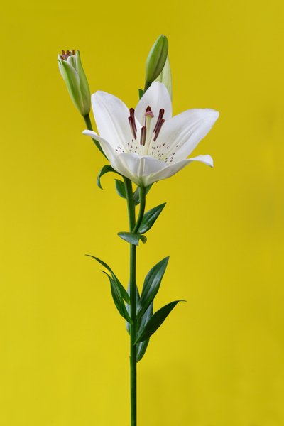 Lirio sobre amarillo nº 01, 2020 (foto) de Steve Gallagher
