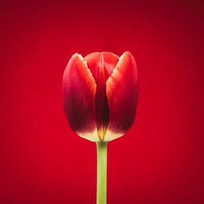 Retrato de un singular tulipán rojo sobre fondo rojo de Steve Gallagher