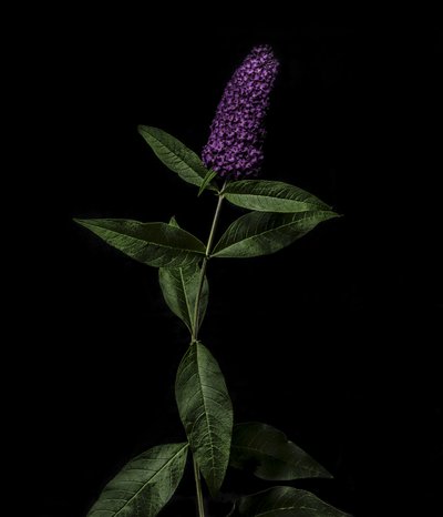 Buddleja púrpura, 2020 (foto) de Steve Gallagher