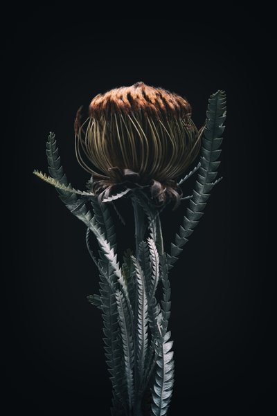 Protea individual, 2021 (foto) de Steve Gallagher