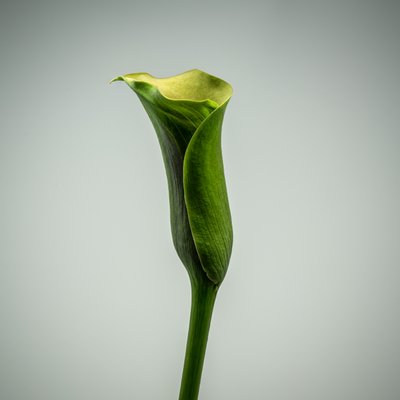 Calla Lily verde individual, 2020 (foto) de Steve Gallagher