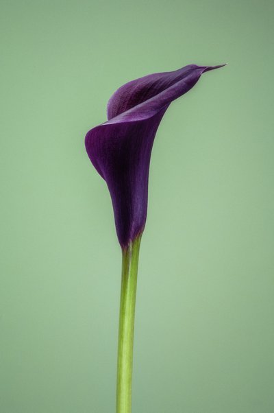 Calla Lily morada individual, 2021 (foto) de Steve Gallagher