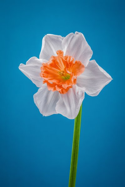Narciso blanco y naranja, 2021 (foto) de Steve Gallagher
