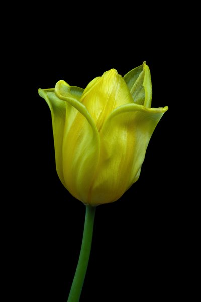Tulipán amarillo nº 02, 2021 (foto) de Steve Gallagher