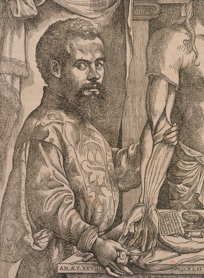 Andreas Vesalius diseccionando los músculos del antebrazo de un cadáver, 1543 de Steven van Calcar
