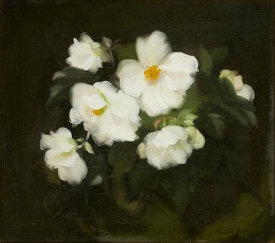 Rosas blancas de Stuart Park