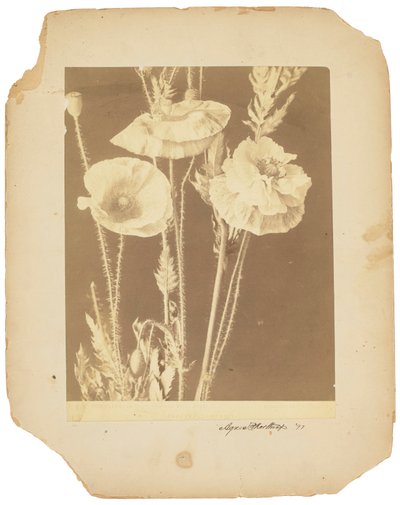 Amapolas, c.1898-1920 (foto b/n) de Studios Tiffany