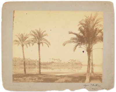 Pueblo de Memphis, Egipto, c.1898-1920 (foto b/n) de Studios Tiffany