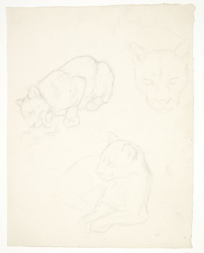 Tres estudios de un cachorro de león de Svend Rathsack