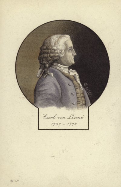 Carl Linnaeus (1707-1778), botánico y zoólogo sueco de Swedish School