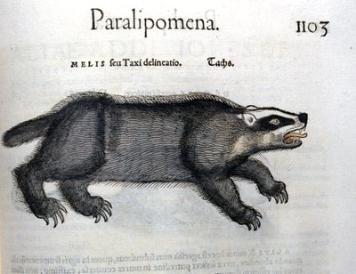 Tejón, ilustración de 