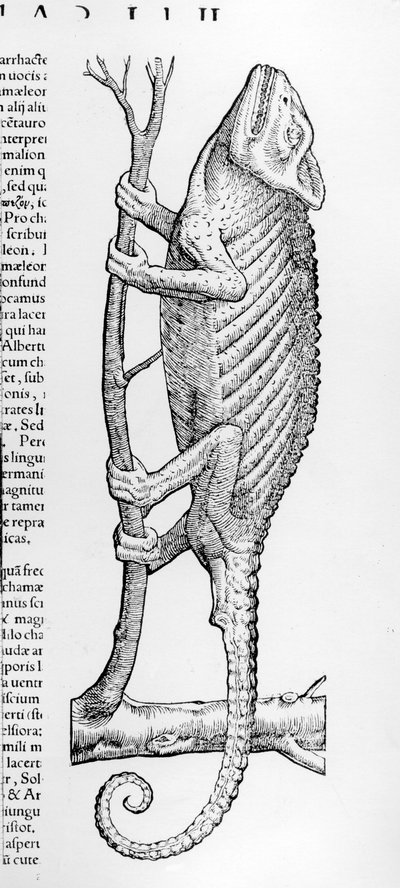 Camaleón, ilustración de 