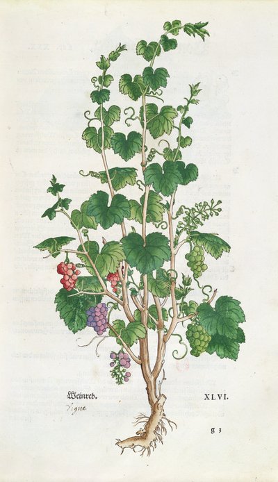 Vid (Vitis Vinifera) lámina botánica de De Historia Stirpium por Leonard Fuchs (1501-66) 1543 de Swiss School