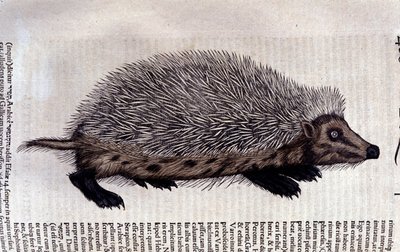 Erizo, ilustración de 