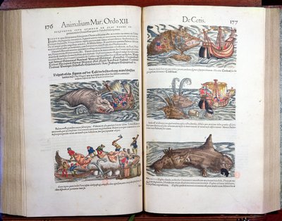 Despiece de una ballena y caza de ballenas, de Appendix historiae quadrupedum, viviparorum et oviparorum por Conrad Gesner (1516-65) naturalista suizo, 1554 de Swiss School