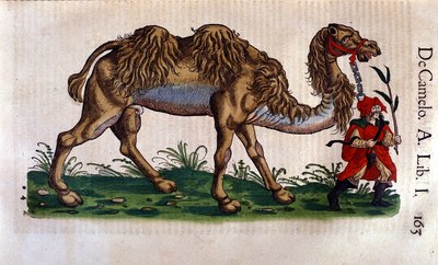 Representación de un Camello, ilustración de 