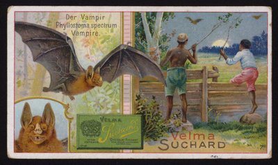 Murciélago vampiro de Swiss School