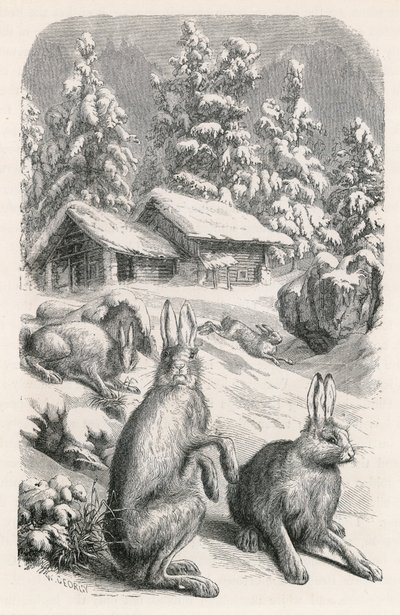 Liebres alpinas blancas de Swiss School