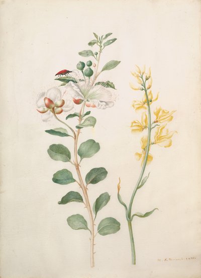 Estudio de alcaparras, aulaga y un escarabajo, 1693 de Sybilla Merian