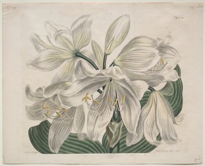 La revista botánica o el jardín de flores exhibido: Lirio del Cabo Blanco de Sydenham Edwards