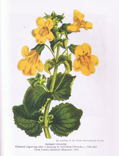 Flor de mono, Naturaleza en Gran Bretaña publicada por Collins 1946 (litografía en color) de Sydenham Teast (after) Edwards