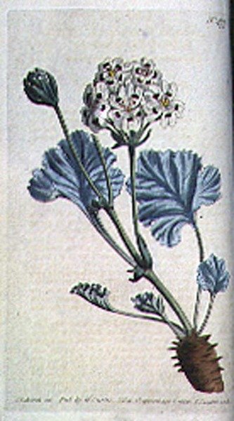 Geranio de tallo grueso (Pelargonium crassicaule), lámina 477 de 