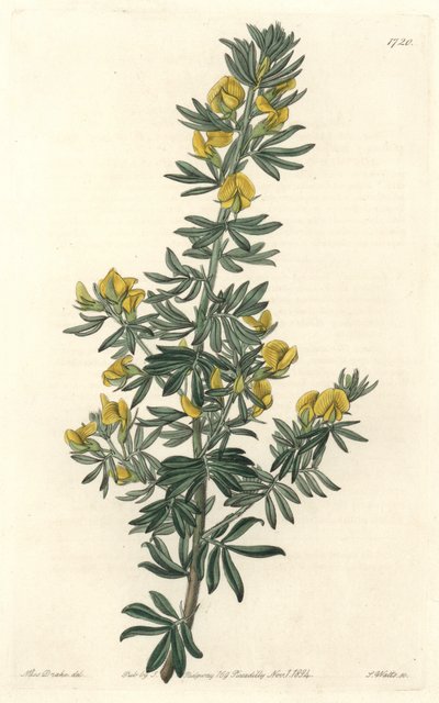 Adesmia de Loudon, nativa de Tasmania (Australia), del Registro Botánico de Sydenham Teast Edwards