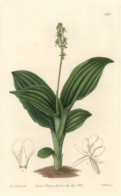 Orquídea Liparis Africana - del Registro Botánico de Sydenham Teast Edwards
