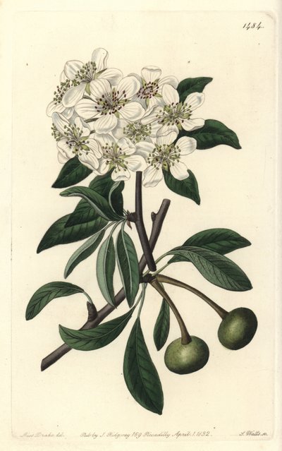 Peral de hojas de almendra - del Registro Botánico de Sydenham Teast Edwards