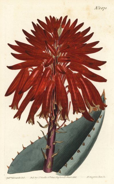 Aloe - Aloe de escombros, Aloe perfoliata (Aloe mitre, Aloe mitraeformis). Grabado en cobre coloreado a mano por F. Sansom Jr. después de una ilustración de Sydenham Edwards del Botanical Magazine de William Curtis, T. Curtis, Londres de Sydenham Teast Edwards
