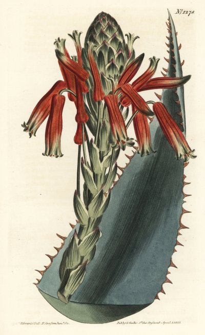 Aloe variete - Aloe glauca (Aloe glauco de espinas rojas, Aloe rhodacantha) - Grabado en cobre a mano coloreado por F. Sansom Jr. después de una ilustración de Sydenham Edwards del Botanical Magazine de William Curtis, Londres de Sydenham Teast Edwards