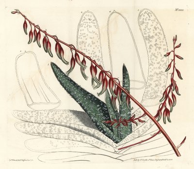 Aloe en abanico, Aloe plicatilis (Aloe lengua, Aloe lingua). Grabado en cobre a mano coloreado por F. Sansom Jr. después de una ilustración de Sydenham Edwards del Botanical Magazine de William Curtis, Londres de Sydenham Teast Edwards