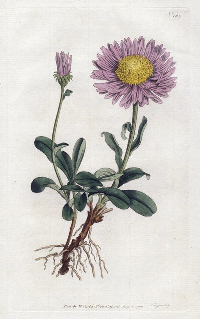 Aster alpino o Margarita reina de los Alpes de Sydenham Teast Edwards