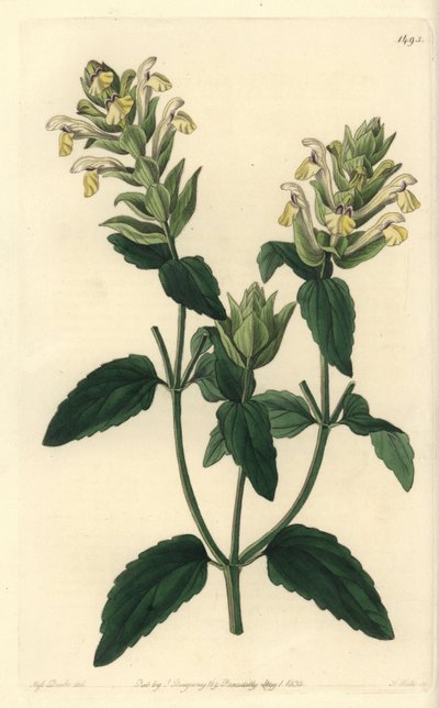 Escutelaria alpina, Scutellaria alpina de Sydenham Teast Edwards