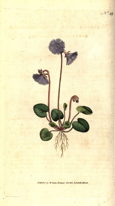 Soldanella alpina, del Botanical Magazine de William Curtis de Sydenham Teast Edwards