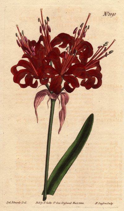 Amarilis de color amapola de Sydenham Teast Edwards