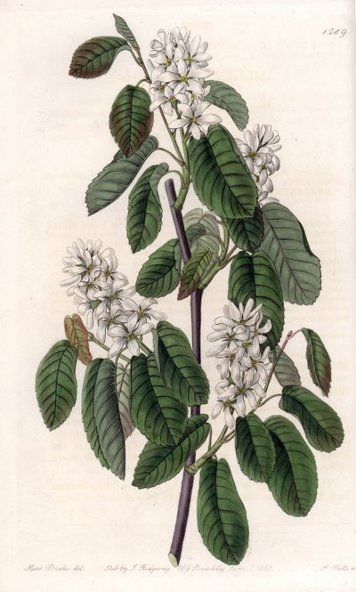 Amelanchier con hojas de aliso - Placa grabada por S.Watts, de una ilustración de Sarah Anne Drake, de la Revista Botánica de Sydenham Edwards, Inglaterra de Sydenham Teast Edwards