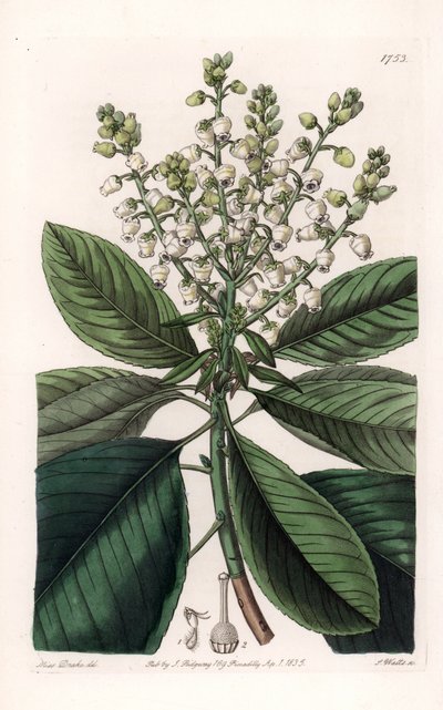 Árbol de arbutus americano - Grabado por S. Watts, de una ilustración de Sarah Anne Drake (1803-1857), del Registro Botánico de Sydenham Edwards (1768-1819), Inglaterra de Sydenham Teast Edwards
