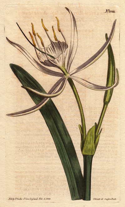 Pancratium americano con flores blancas fragantes. Pancratium rotatum. Grabado en cobre coloreado a mano de una ilustración botánica de Sydenham Edwards del Botanical Magazine de William Curtis de Sydenham Teast Edwards