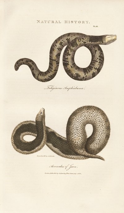  de Sydenham Teast Edwards
