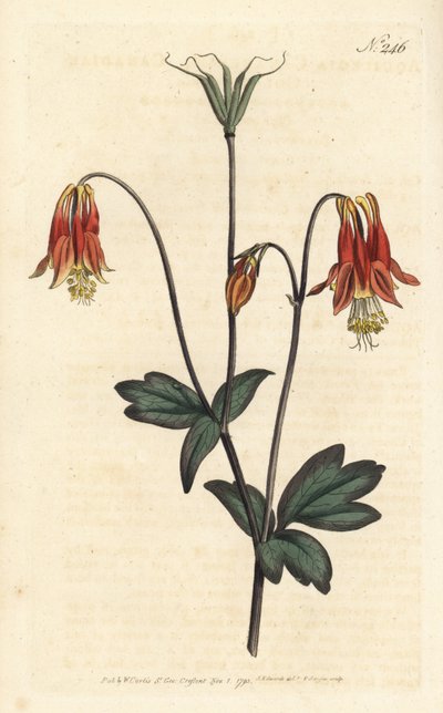 Ancolia de Canadá - Columbina canadiense. Aquilegia canadensis. Grabado en cobre coloreado por Sansom de una ilustración de Sydenham Edwards del Botanical Magazine de William Curtis, Londres de Sydenham Teast Edwards