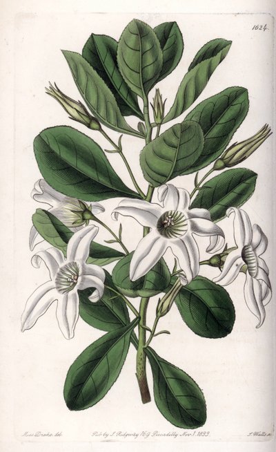 Anthocercis variete, nativa de Australia de Sydenham Teast Edwards