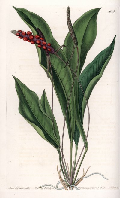Anthurium gracile, del Botanical Register de Sydenham Edwards de Sydenham Teast Edwards