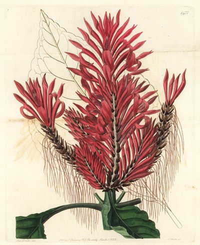 Aphelandra arborea, Aphelandra cristata de Sydenham Teast Edwards