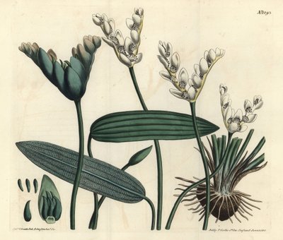 Aponogeton fragante, Aponogeton distachyos de Sydenham Teast Edwards